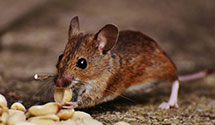 24 Hour & Emergency Exterminators in Willow, AR